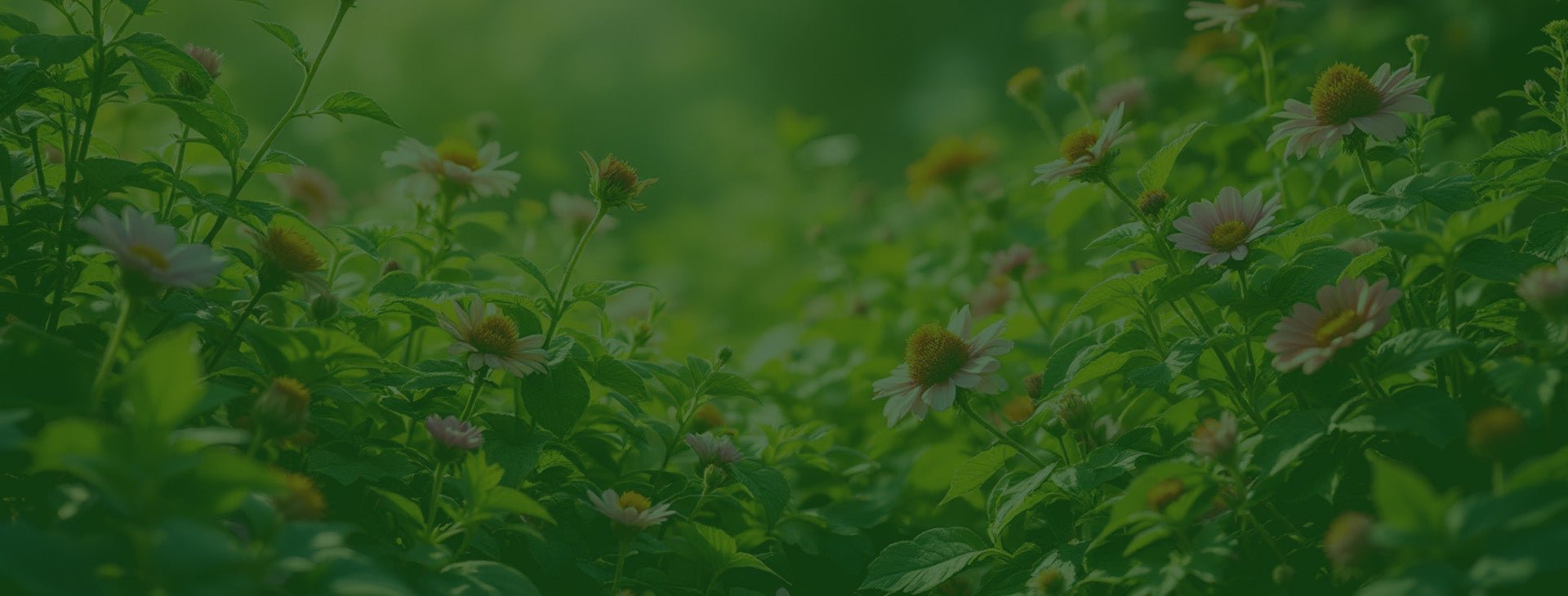 Logo graphic for Juneberry Gardens